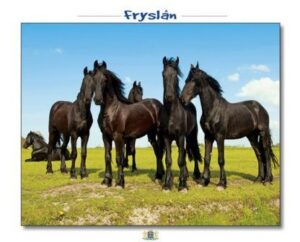 Ansichtkaart Friese paarden